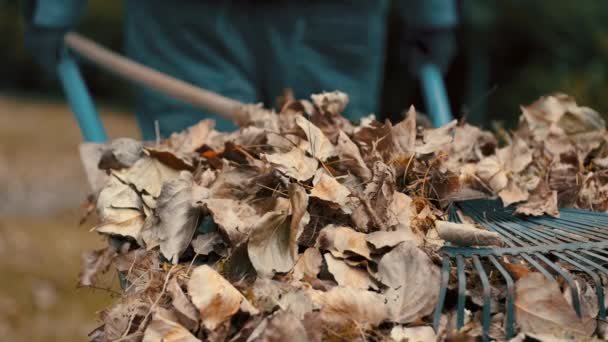 Jardinier poussant une brouette remplie de feuilles sèches et de branches d'arbres à la poubelle pour jeter et éliminer les feuilles de la cour — Video