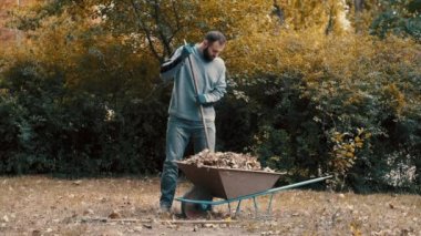 Bahçe işçisi kuru yaprakları ve ağaç dallarını bahçedeki bir el arabasına yükleyen bir adam.