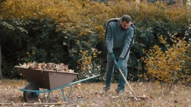 Bahçe işçisi soğuk havada bahçedeki kuru yaprakları tırmıkla temizliyor.