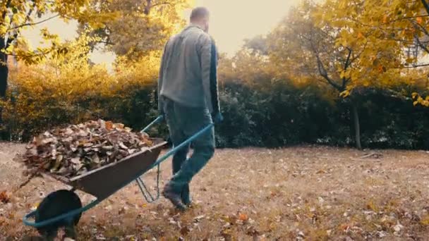 Giardiniere spingendo una carriola piena di foglie secche e rami d'albero al bidone della spazzatura per scartare e smaltire le foglie dal cortile — Video Stock