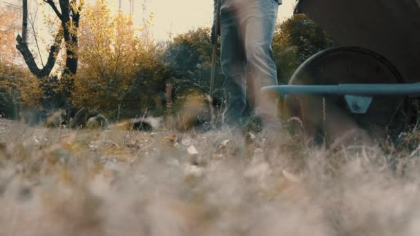 Bahçe işçisi bahçeden kuru yaprakları toplayıp el arabasına yüklüyor. — Stok video