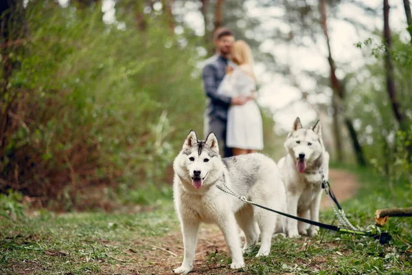 Belo casal em uma floresta de verão com cães — Fotografia de Stock