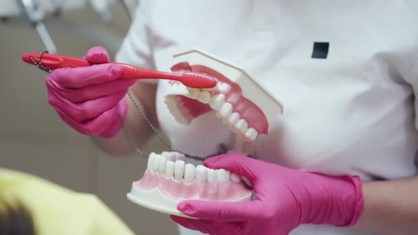 A dentist is holding a ceramic model of teeth and a brush — Stock Video