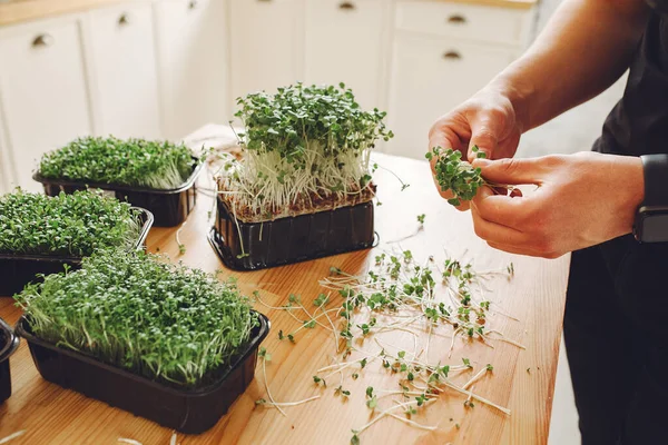 Oogsten van bietenmicrogreens op tafelachtergrond — Stockfoto