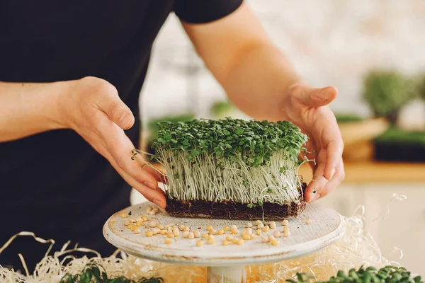 Masa arkasında pancar mikro yeşili yığını