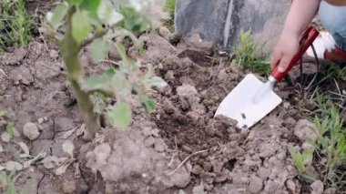 Köyde ağaç dikerken elinde kürek tutan biri.