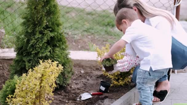 어머니 와아들이 마을에서 함께 식물을 심는 모습 — 비디오