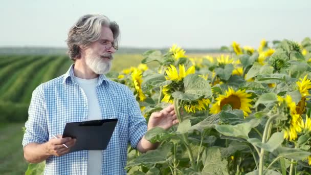 Зріла впевнена в собі ноутбук з перевіркою соняшників у полі — стокове відео