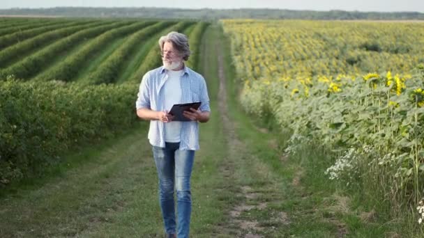Зрелый уверенный в себе с ноутбуком, проходящим через поле подсолнухов — стоковое видео