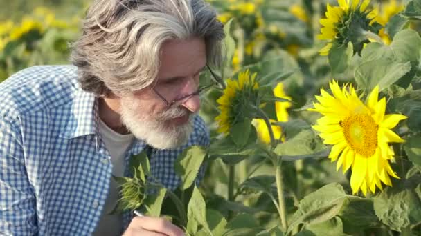 Reifes Selbstbewusstsein und mit Notizbuch Sonnenblumen auf dem Feld checken — Stockvideo