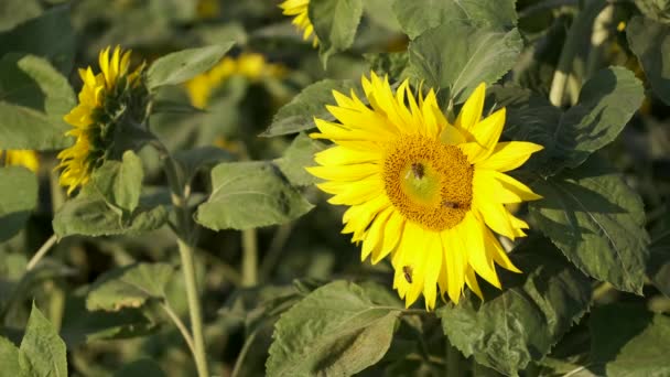 Großaufnahme von Bienen, die in der Mitte der Sonnenblume sitzen — Stockvideo