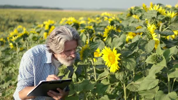 Reifes Selbstbewusstsein und mit Notizbuch Sonnenblumen auf dem Feld checken — Stockvideo