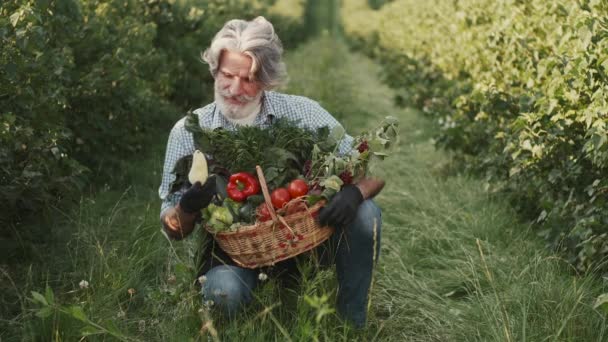 Agricultor olhando para seus vegetais orgânicos em uma plantação no pôr do sol — Vídeo de Stock