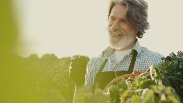 Farmer patrząc na swoje organiczne warzywa na plantacji o zachodzie słońca — Wideo stockowe