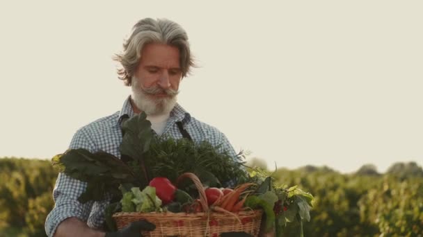 Agricoltore guardando le sue verdure biologiche su una piantagione al tramonto — Video Stock