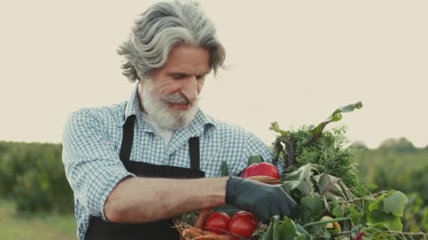 Agricultor olhando para seus vegetais orgânicos em uma plantação no pôr do sol — Vídeo de Stock