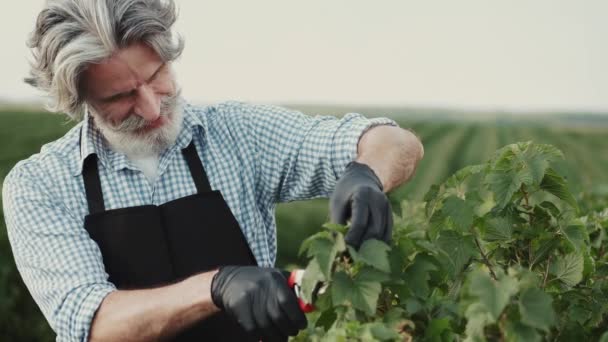 Primer plano del agricultor cortando los tallos de uva con pinzas en el campo — Vídeos de Stock