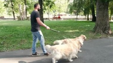 İki rehber köpeği olan genç kör bir adam parkta yürüyor.