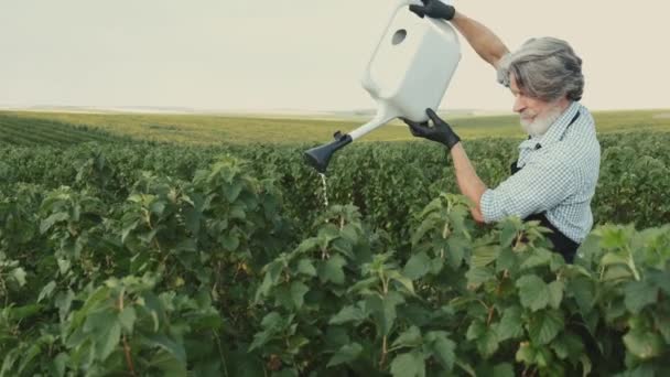 Agricultor senior regando las plantas con una lata en el campo — Vídeos de Stock