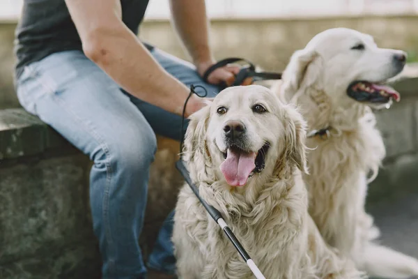 Сліпа людина з собакою-поводирем у літньому місті — стокове фото