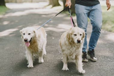 Bir yaz şehrinde rehber köpeği olan kör bir adam.