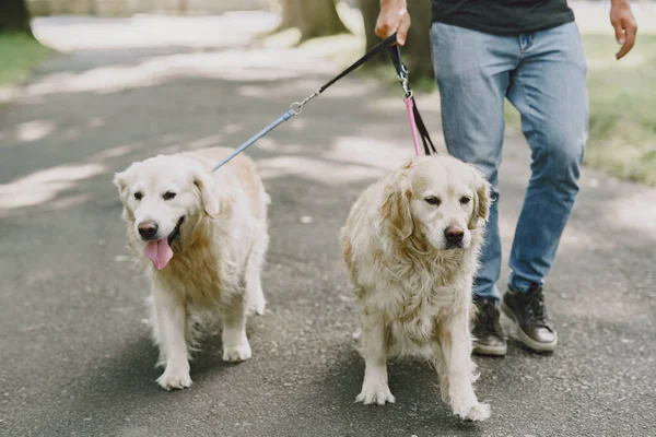 Hombre ciego con perro guía en una ciudad de verano — Foto de Stock