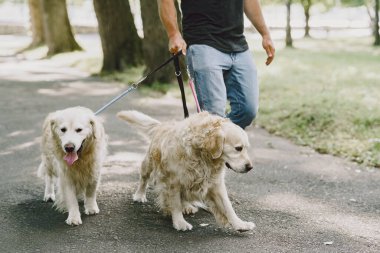 Bir yaz şehrinde rehber köpeği olan kör bir adam.