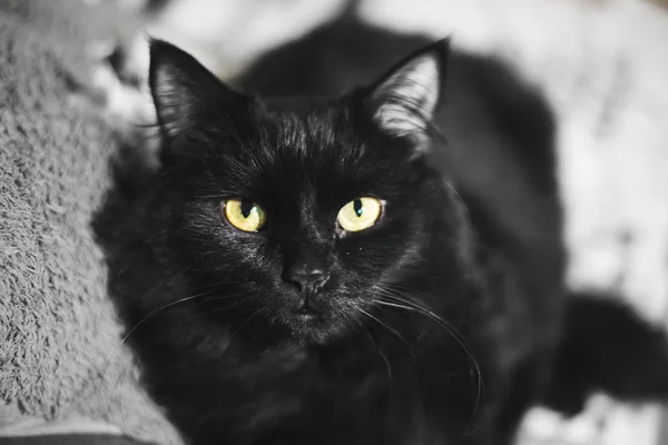Kara kedi, çerçeveye bak.