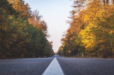 Ormana giden sonbahar yolu