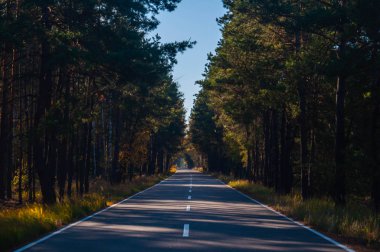 Sonbahar yolu ormanı geçiyor