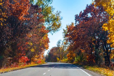 Sonbahar yolu ve ağacı