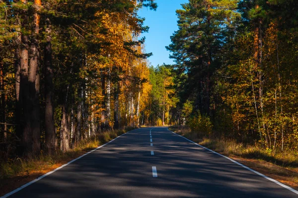 Sonbahar Ormanı 'ndan geçen yol 