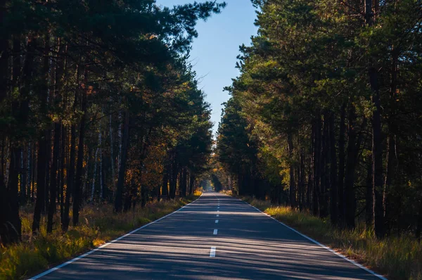 sonbahar orman ve yol