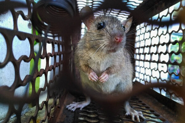 Клетка с крысами, попавшая в ловушку.
