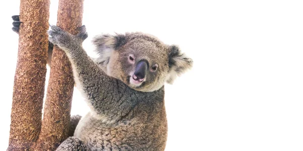 Koala Bär Auf Weißem Hintergrund — Stockfoto