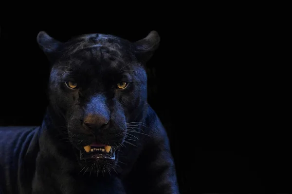 Black Panther Aus Nahaufnahme Mit Schwarzem Hintergrund — Stockfoto