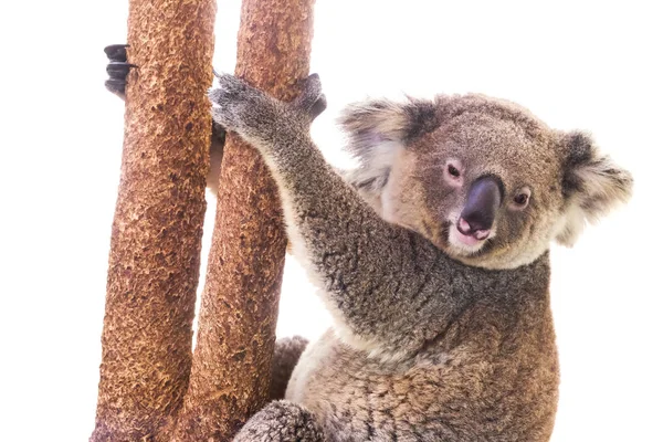 Koala Bär Auf Weißem Hintergrund — Stockfoto