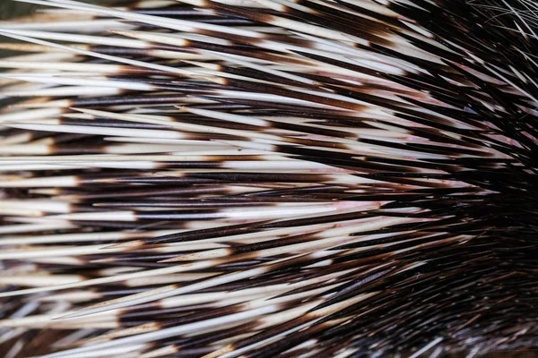 Macro of bristles porcupine for background texture.