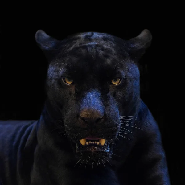 Black Panther Shot Close Black Background — Stock Photo, Image