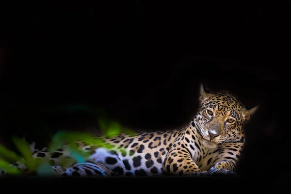 Close Leopard Portrait Dark Background — Stock Photo, Image