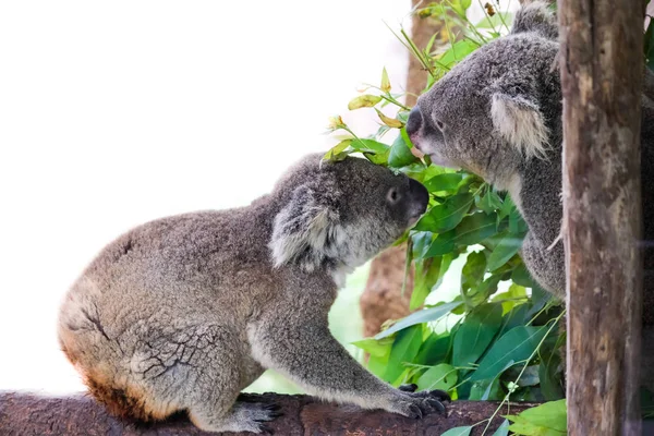 koala bear with her baby or joey in eucalyptus or gum tree