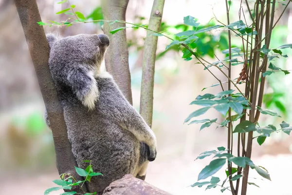 Koala Salvaje Trepando Árbol —  Fotos de Stock