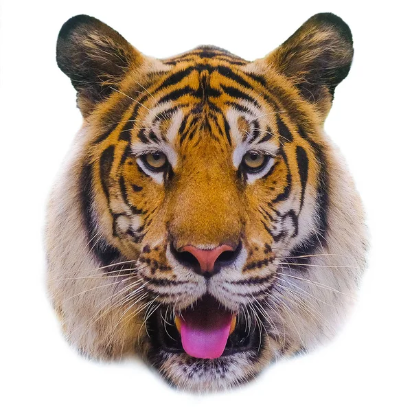 Tigre Siberiano Panthera Tigris Altaica Sobre Fundo Branco — Fotografia de Stock
