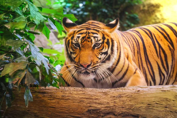 Siberische Tijger Panthera Tigris Altaica Ook Bekend Als Amur Tijger — Stockfoto