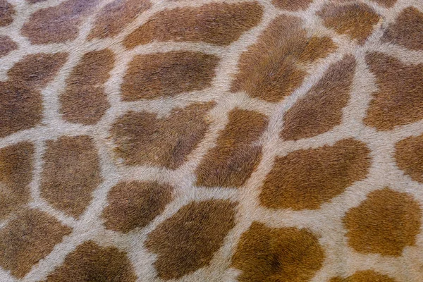 Skóra Naturalna Skóra Żyrafa Dla Tła Tekstury — Zdjęcie stockowe