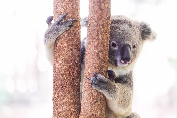 Koala Salvaje Trepando Árbol — Foto de Stock