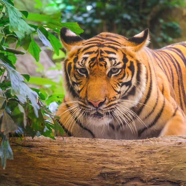 Tigre Sibérie Panthera Tigris Altaica Également Connu Sous Nom Tigre — Photo