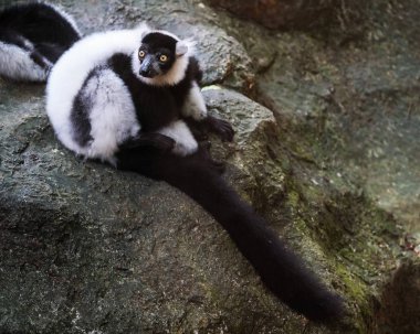 Siyah ve beyaz Nomascus lemur için şube, lemur Adası, Andasibe Milli Parkı (Perinet), Madagaskar tutunmuş