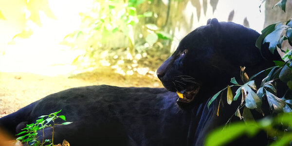Panther with morning sunset Sit on the floor Space for font