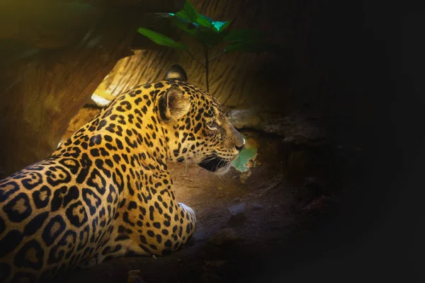 Leopardo Com Pôr Sol Manhã Sente Chão Espaço Para Fonte — Fotografia de Stock